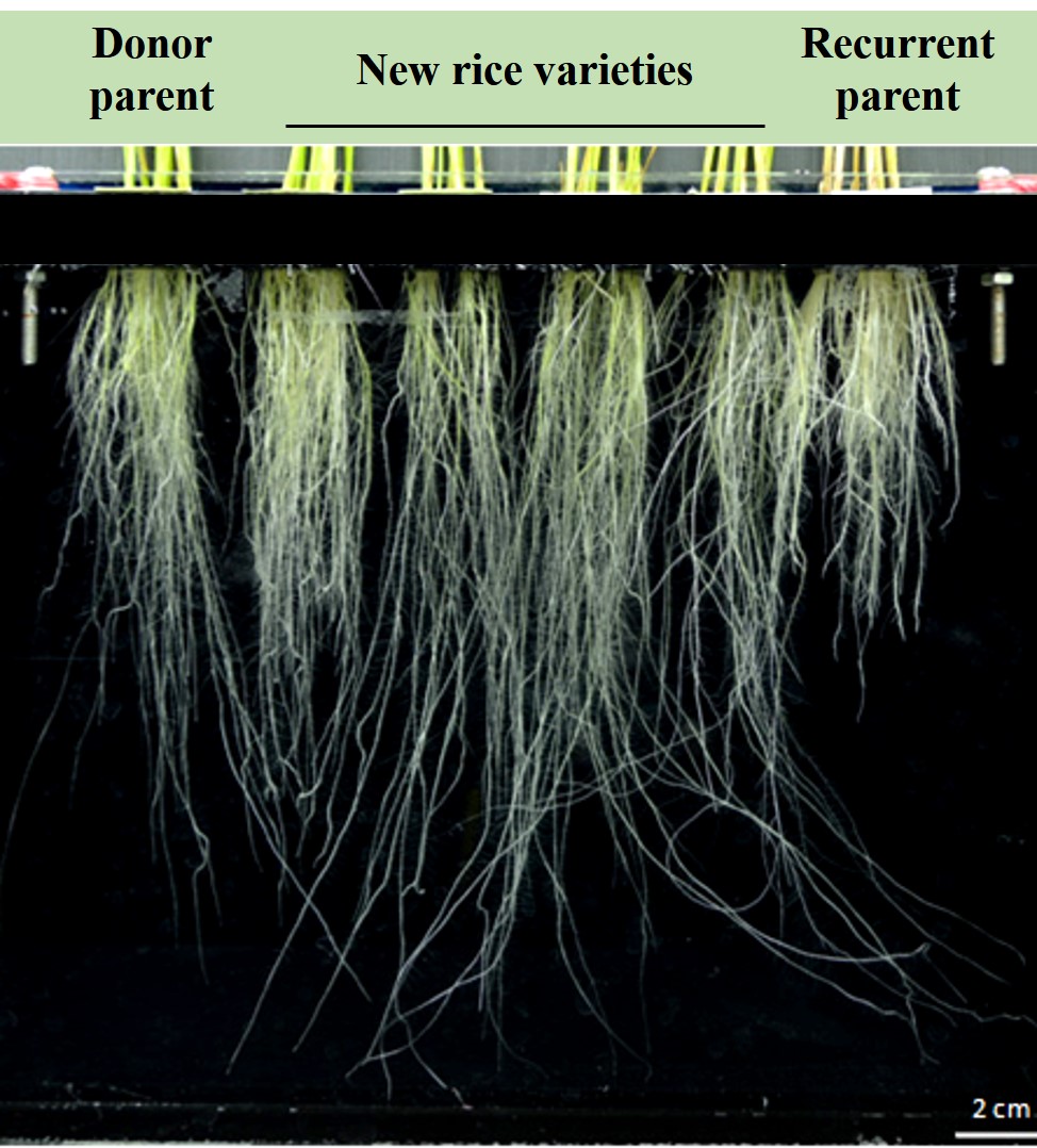 Newly bred rice varieties have stronger root systems